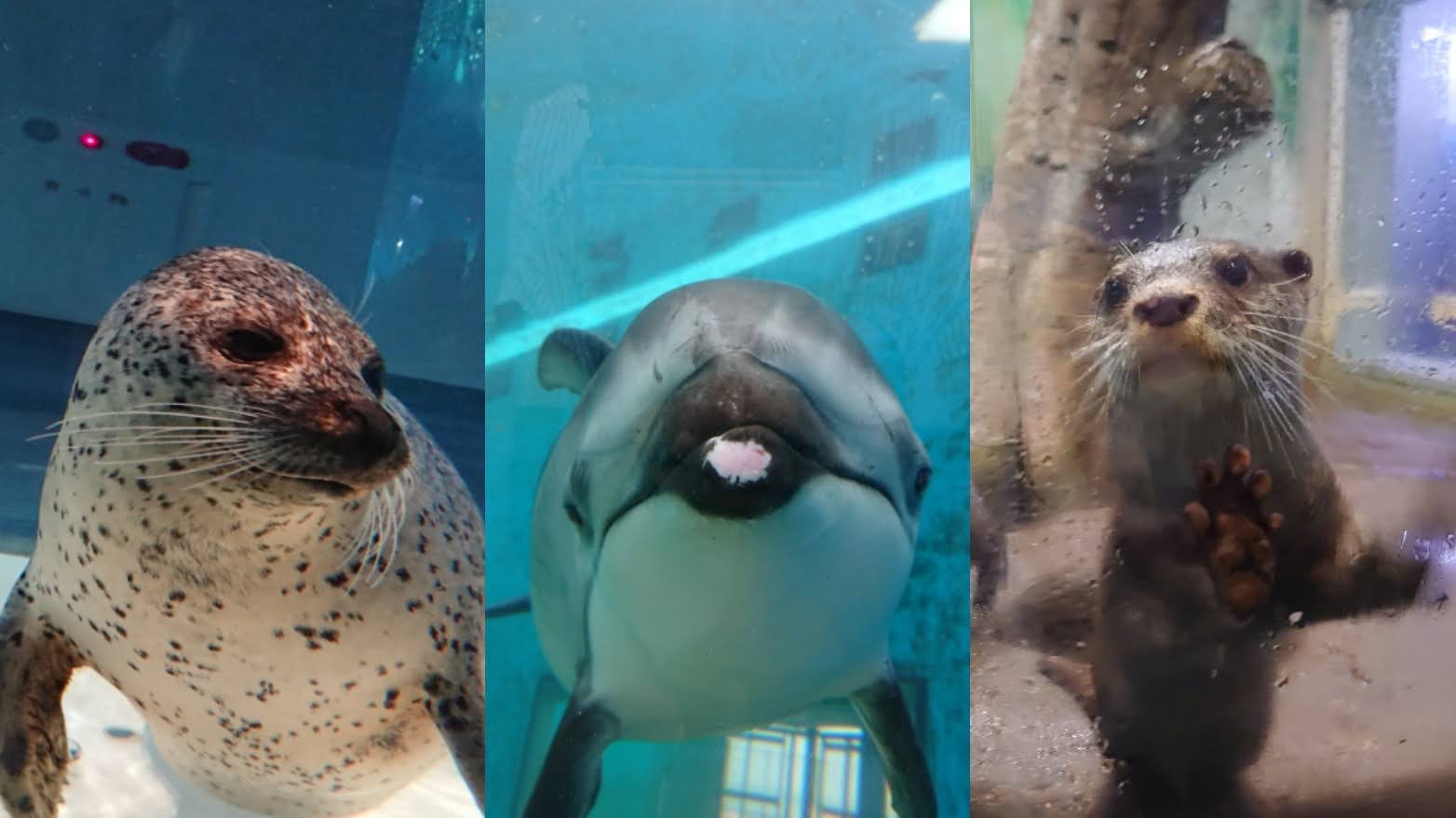 のとじま水族館のイルカ！アザラシ！カワウソ！｜レティとドライブ