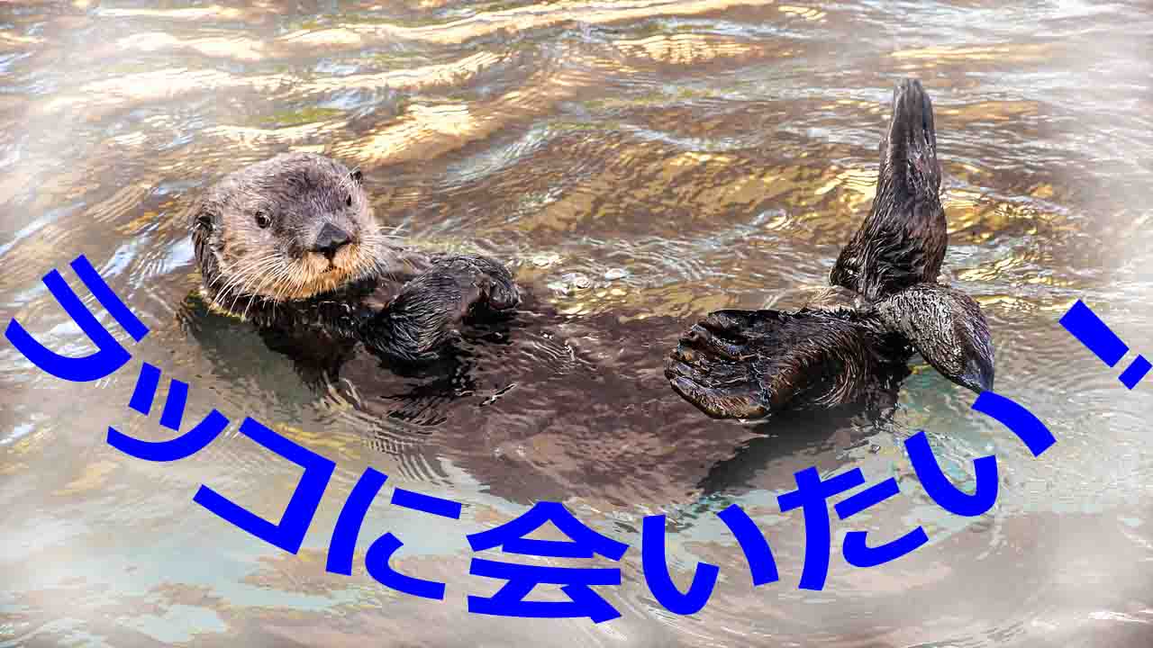 最新版 ラッコに会える水族館 レティとドライブ