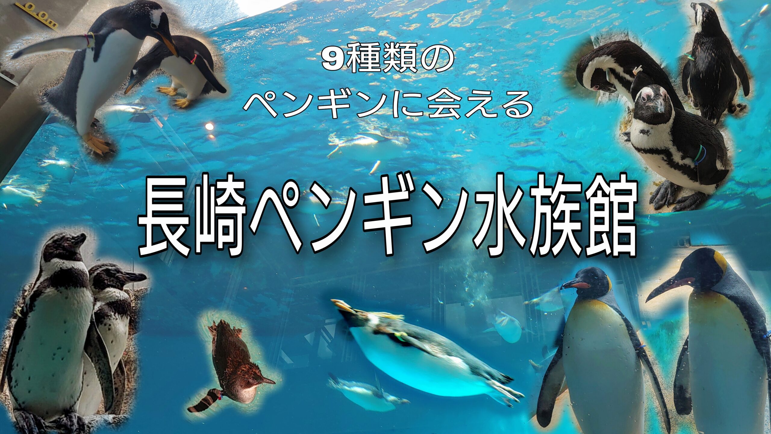 長崎ペンギン水族館で9種のペンギンに会う！｜レティとドライブ